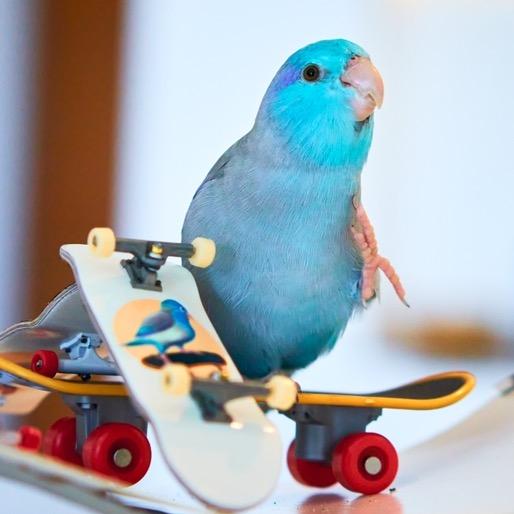 Little Wolfie Bird littlewolfiebird