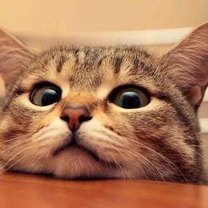 Meyawoooo official🐈 meyawoo____official