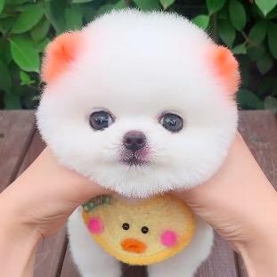 Alfie_puppydog alfie_puppydog