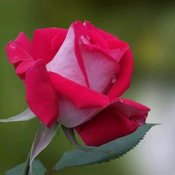Əli mənim urəyim. leyla_______10