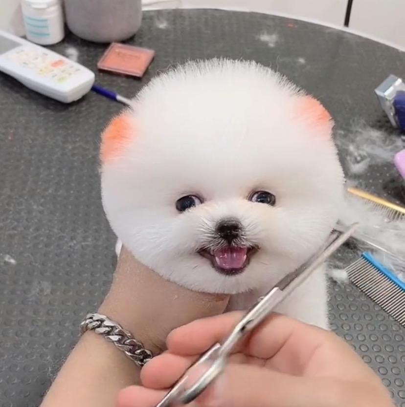 Pet dog yy3344999