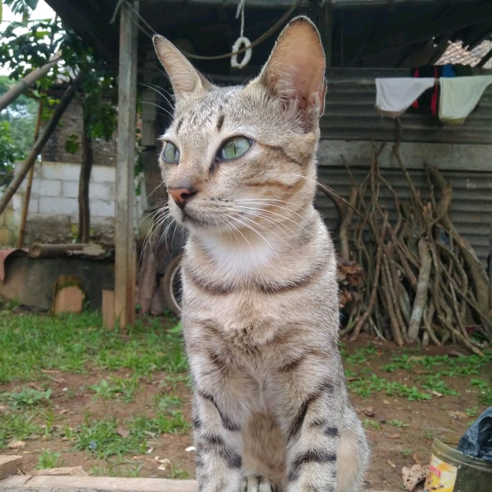 duk san dukk.gans