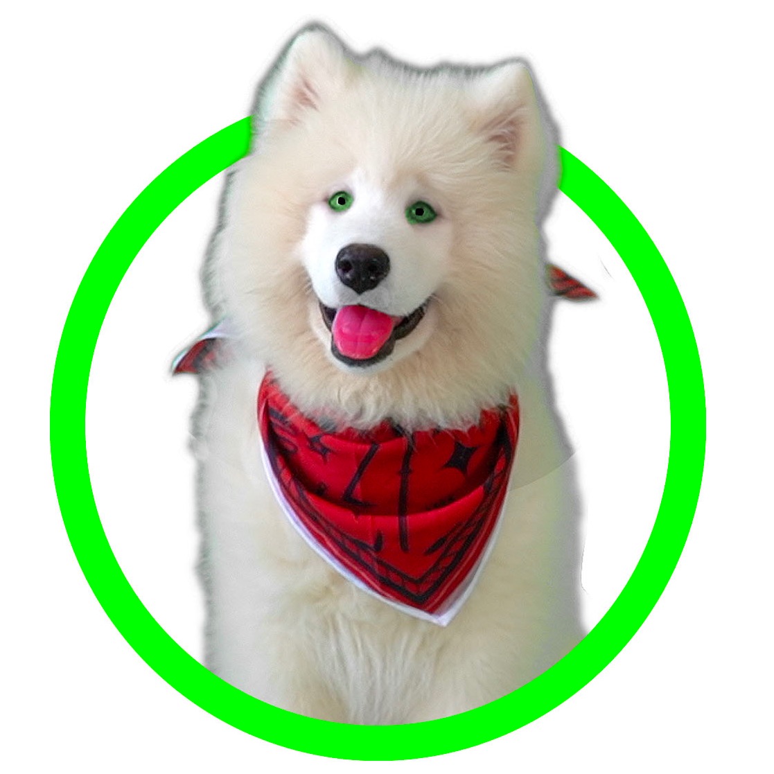 Spy Ninja Dog (Chad Wild Clay) spyninjadog