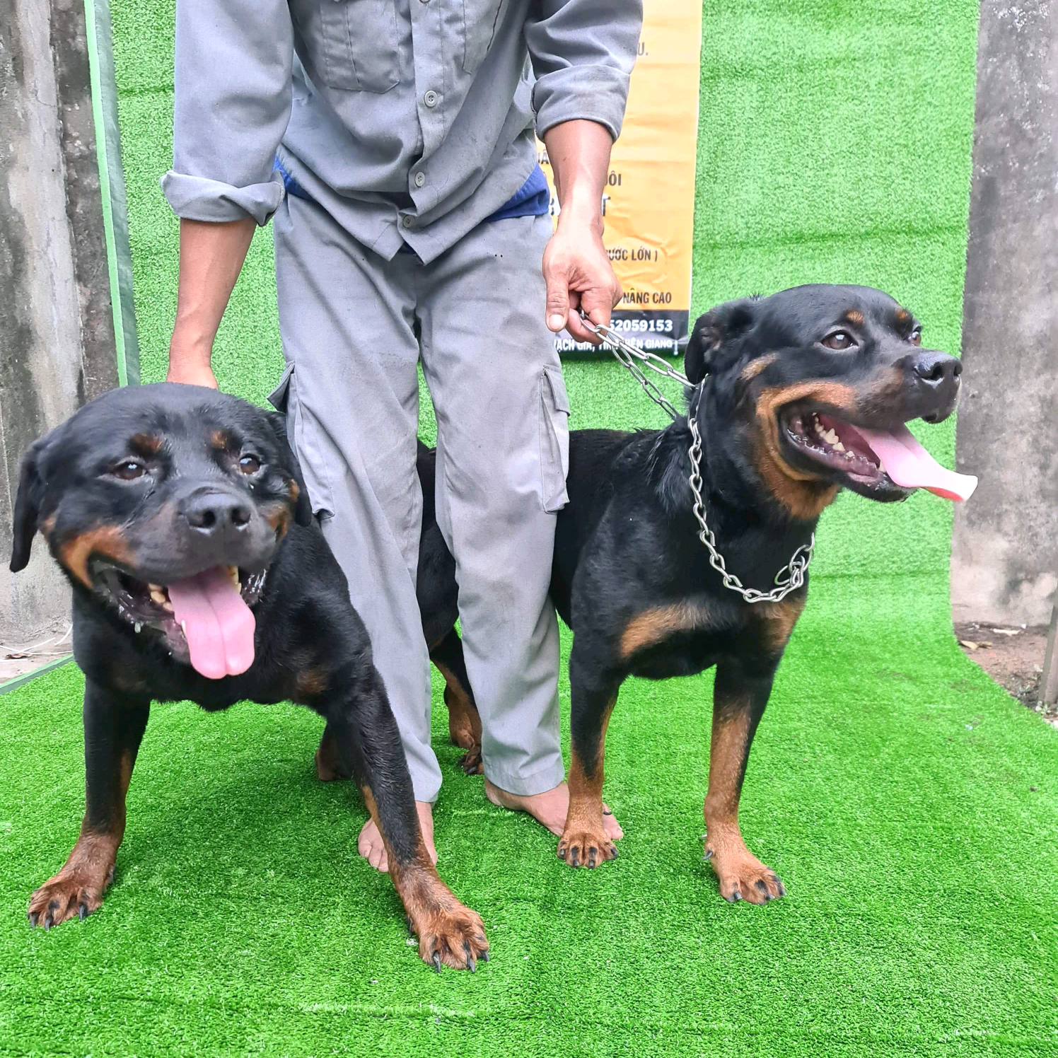 Rồng lộn tycaidu66789