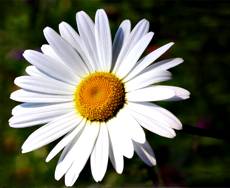 xeyallarim_2012 xeyallarim2012