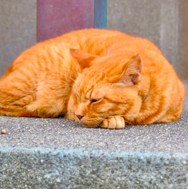 ねこねこ🐈 nekoneko_ninja