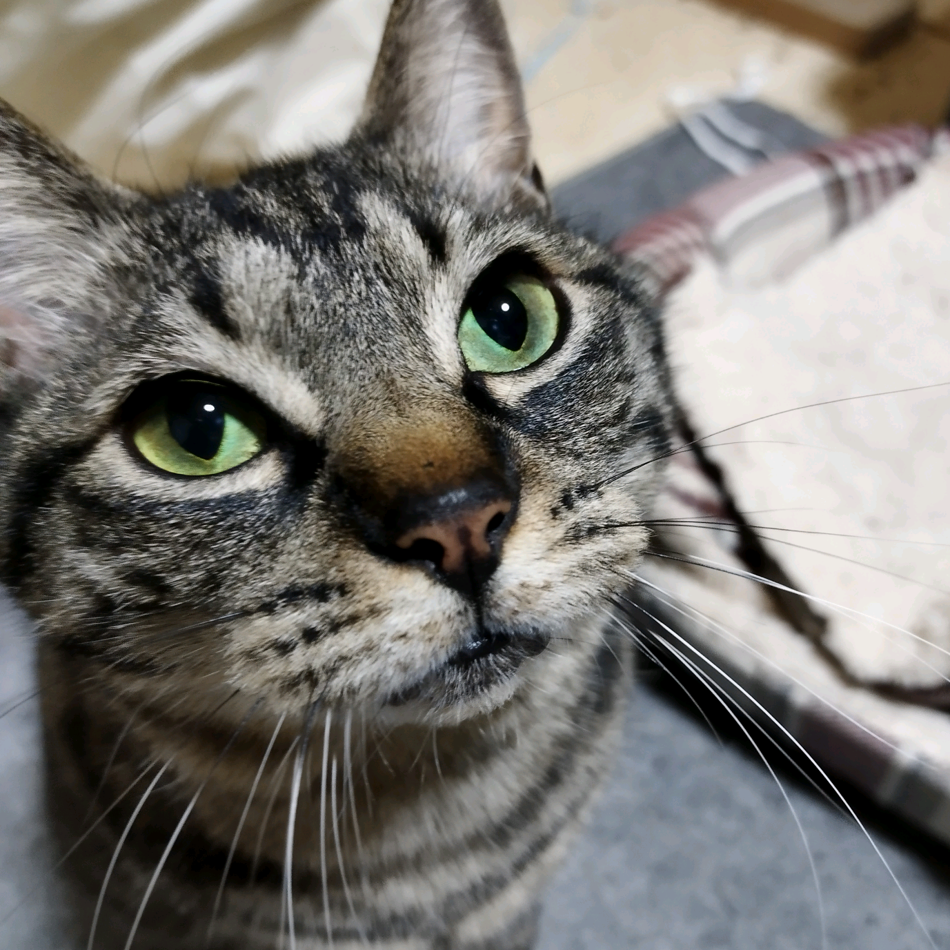 hotarumaru0508【😫🐈】🤖🦍(💘） hotarumaru0508