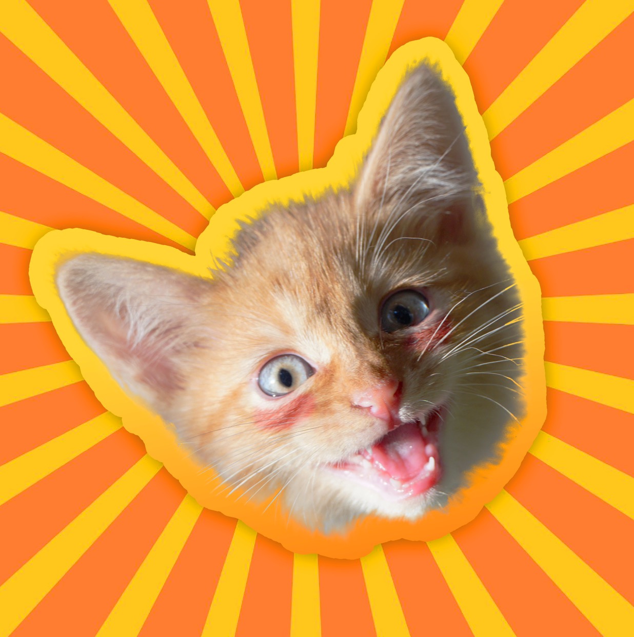 Симба младший и хозяин!😸🙋‍♂️ simbachka
