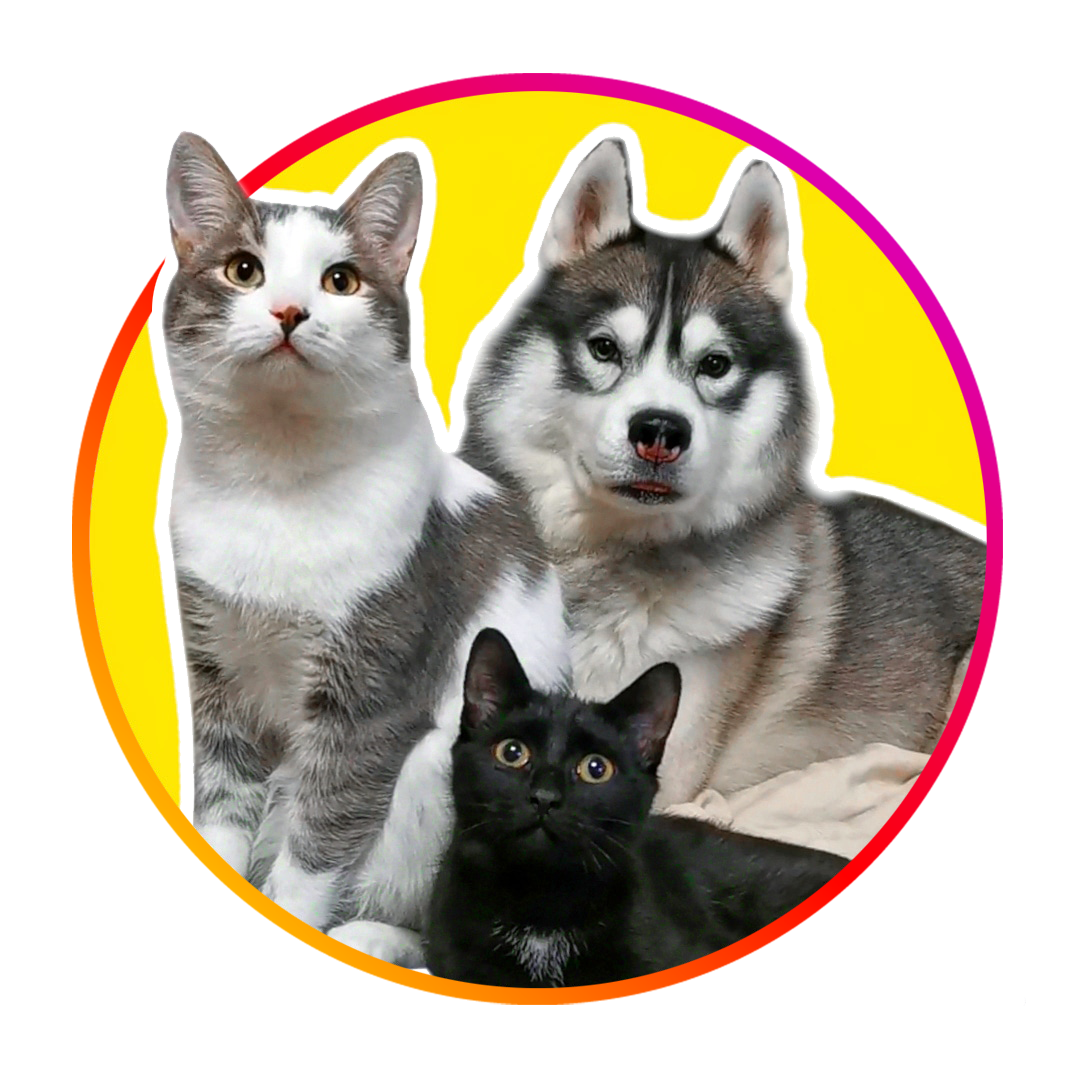 🐾Хаски Ричард и его котята siberia_pets