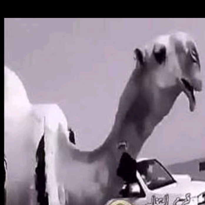 زايد العتيبي qw_789