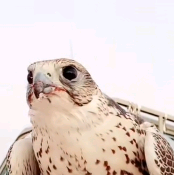 أبوعبدالرحمن salihalmuterry