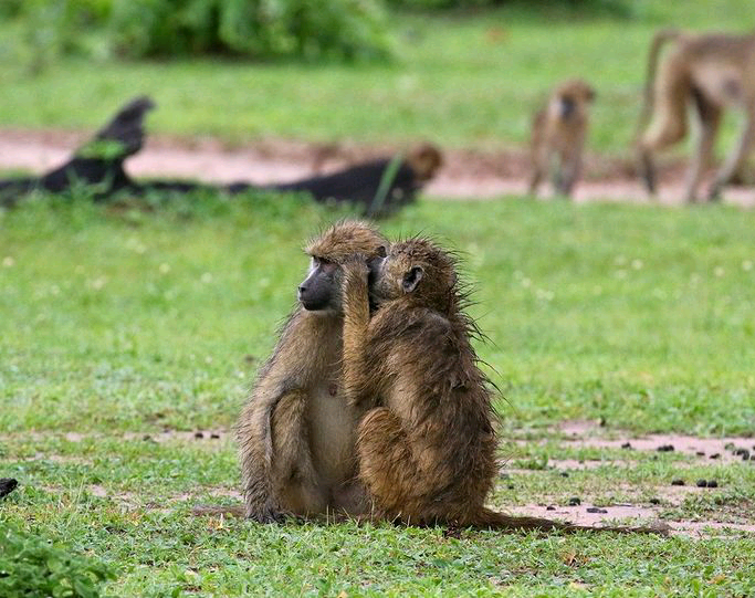 Animal Dynasties animaldynasties
