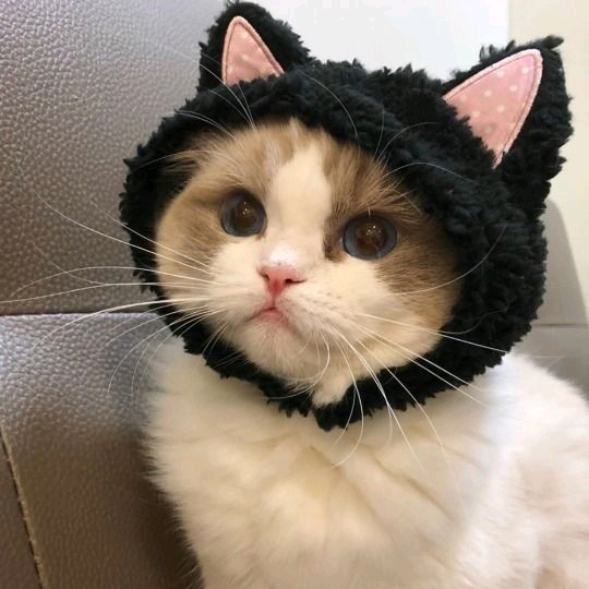 Чубрик grandmasister15