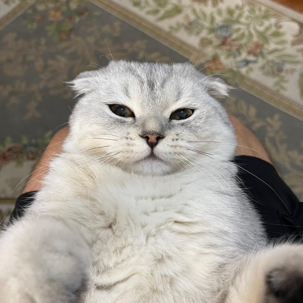 YOLA theyolacat