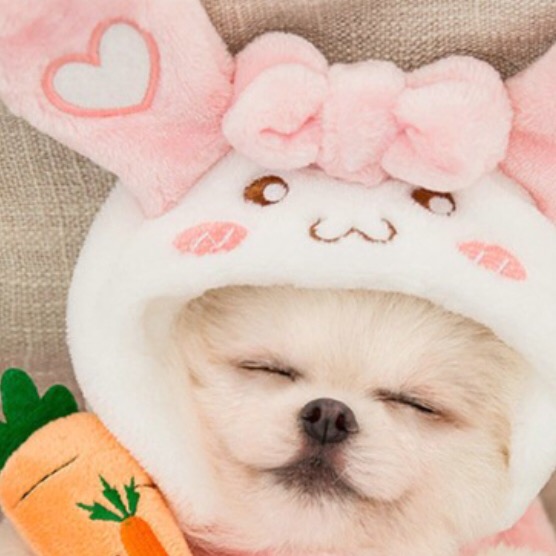 犬🐶好き☁️🍈    🌷💜 huuka208