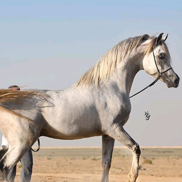 علاوي aaaas157