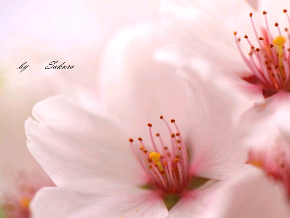 桜 sakura5025