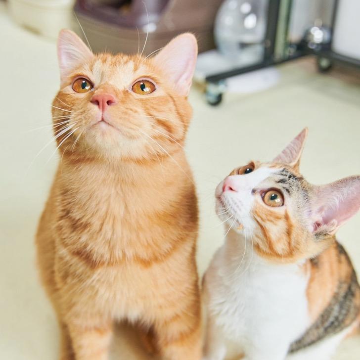 つなまよ tsuna_cat