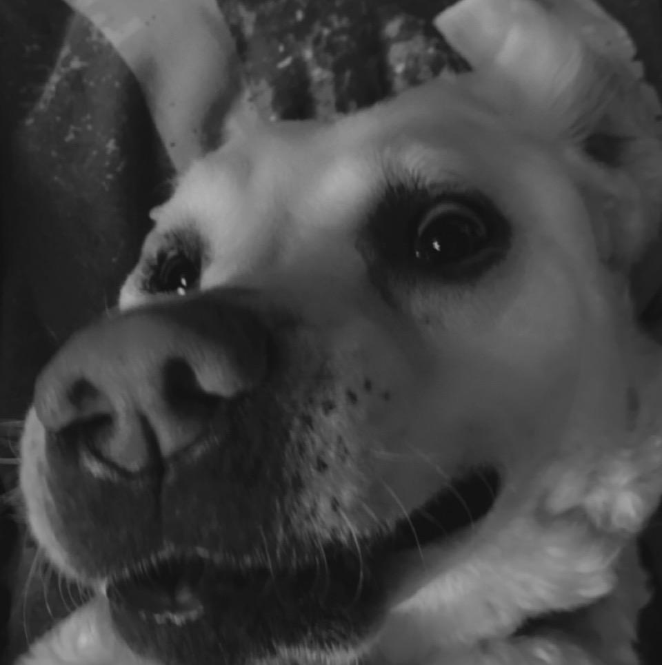 petchernator  petchy53