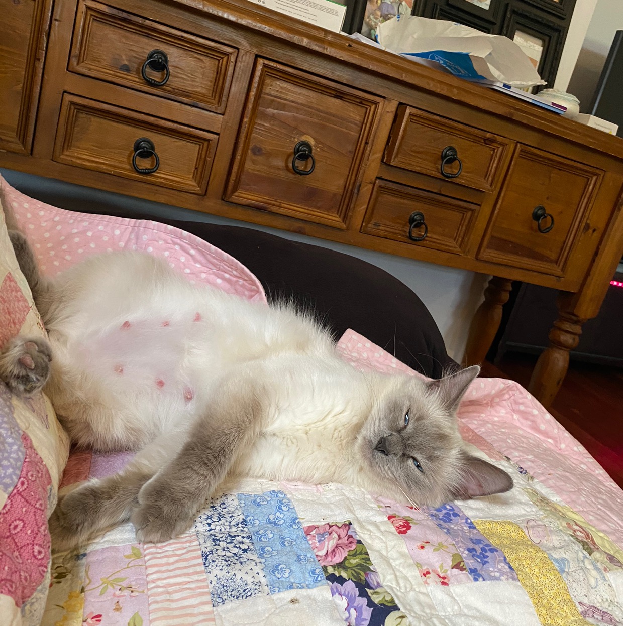 Littleozziecamper bonnieklomp