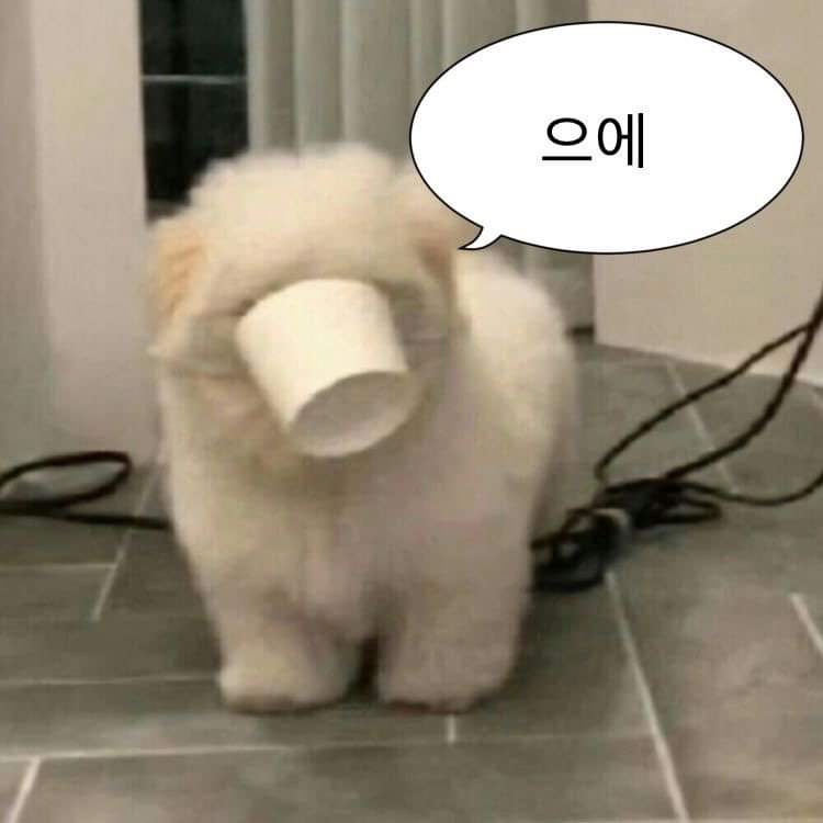 시연 dyxpi8tybqzo