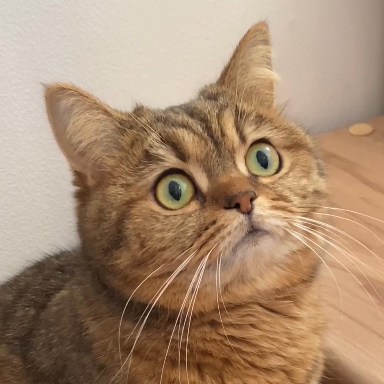 Cat Puma pumatheweirdo
