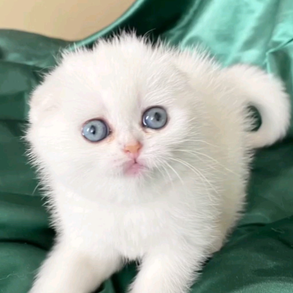 Cat catloversx