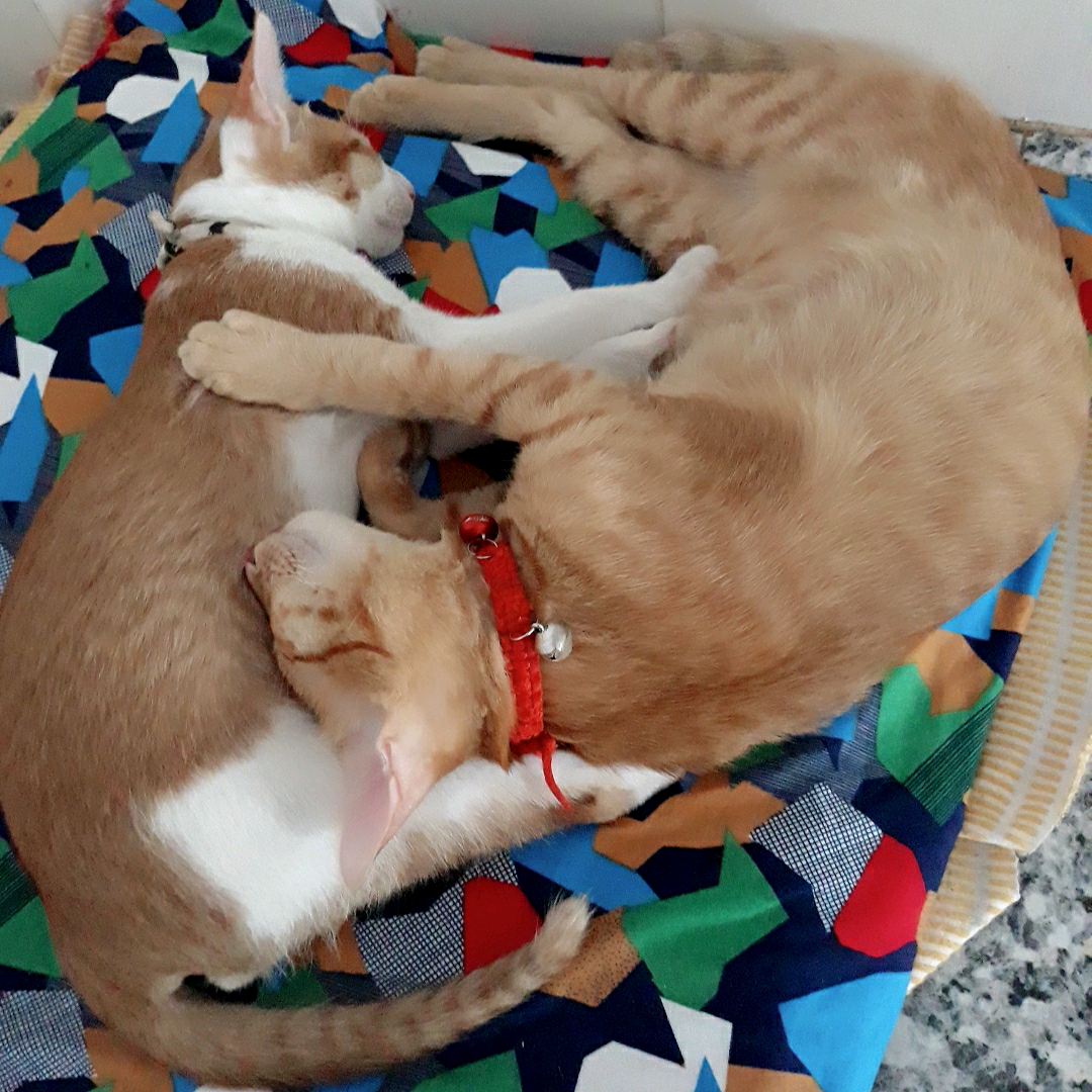 Tre gai & Bông timlanh66