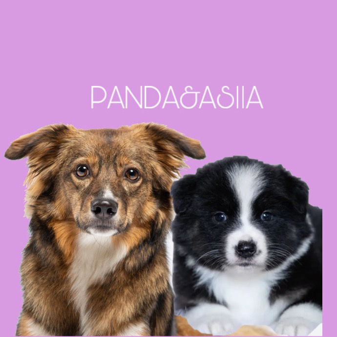Panda 🐼 &Asiia 🦊 iam_asiia_