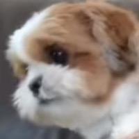 この子は犬なんか？ azarashi_huchan