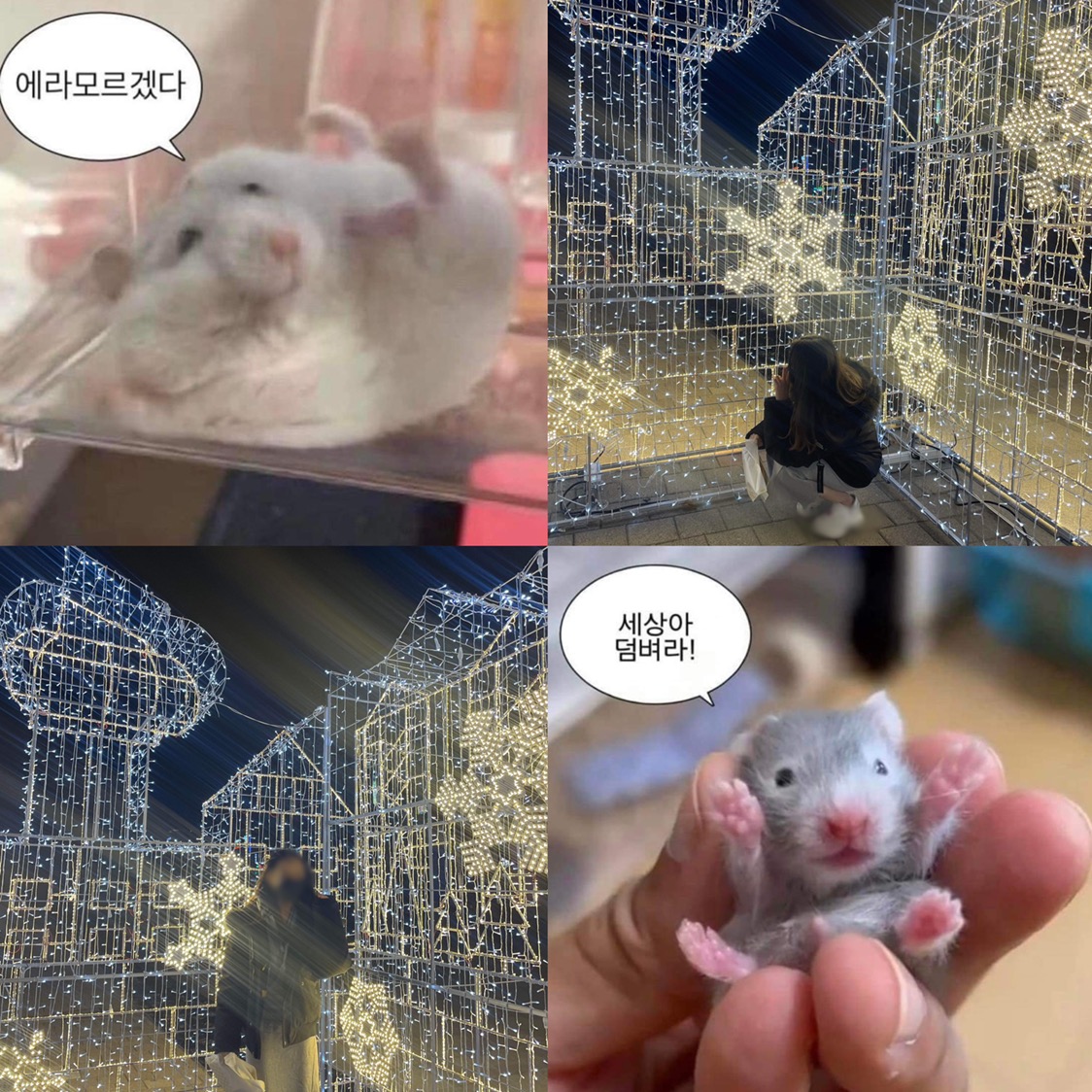 가온 konif07