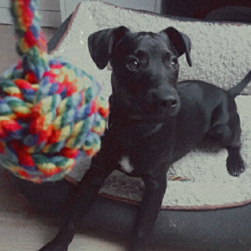 Odin odin.the.little.dog