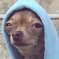 ✐totally not kitty〰︎ kitty___roblox
