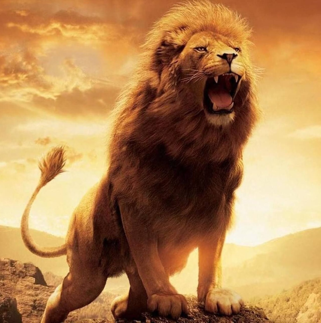الريس 🪝 tamerodeh6757