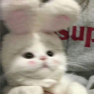 왜 갑자기 떡상..? 말랑🐹 dy09p99p8v0z