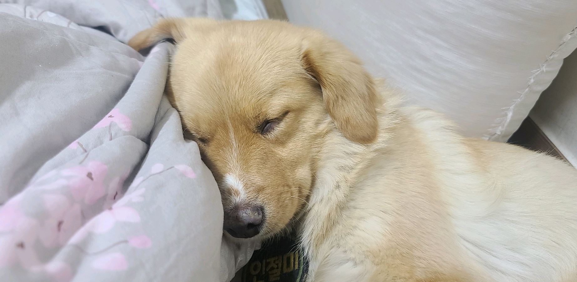 토끼와인절미🇰🇷_In Jul Me🌻🐣🐣🌻 injulmi2992