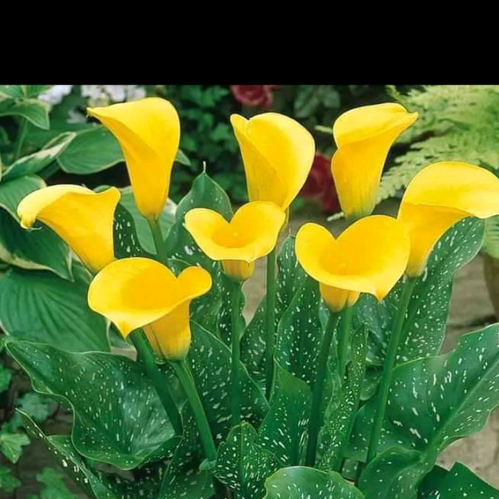 joancar flores babaingbigu