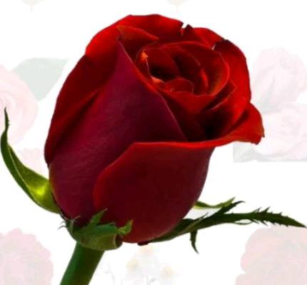 bebo bahaaibrahim03