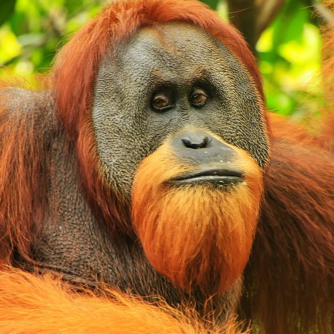 TheRealWiseGowMonke therealwisegowmonke