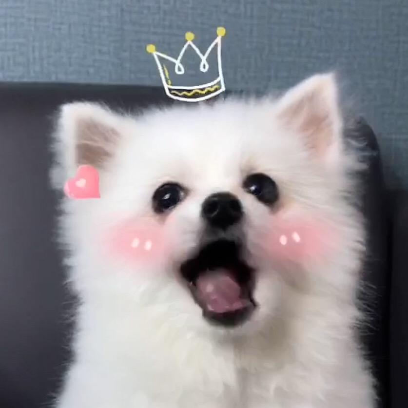 Nico🐶 nico_thepomeranian