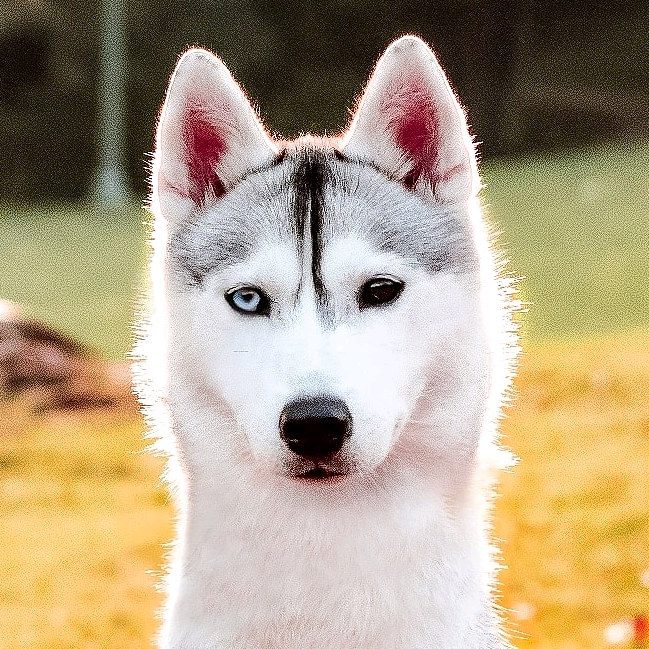 Skaya skaya.siberian