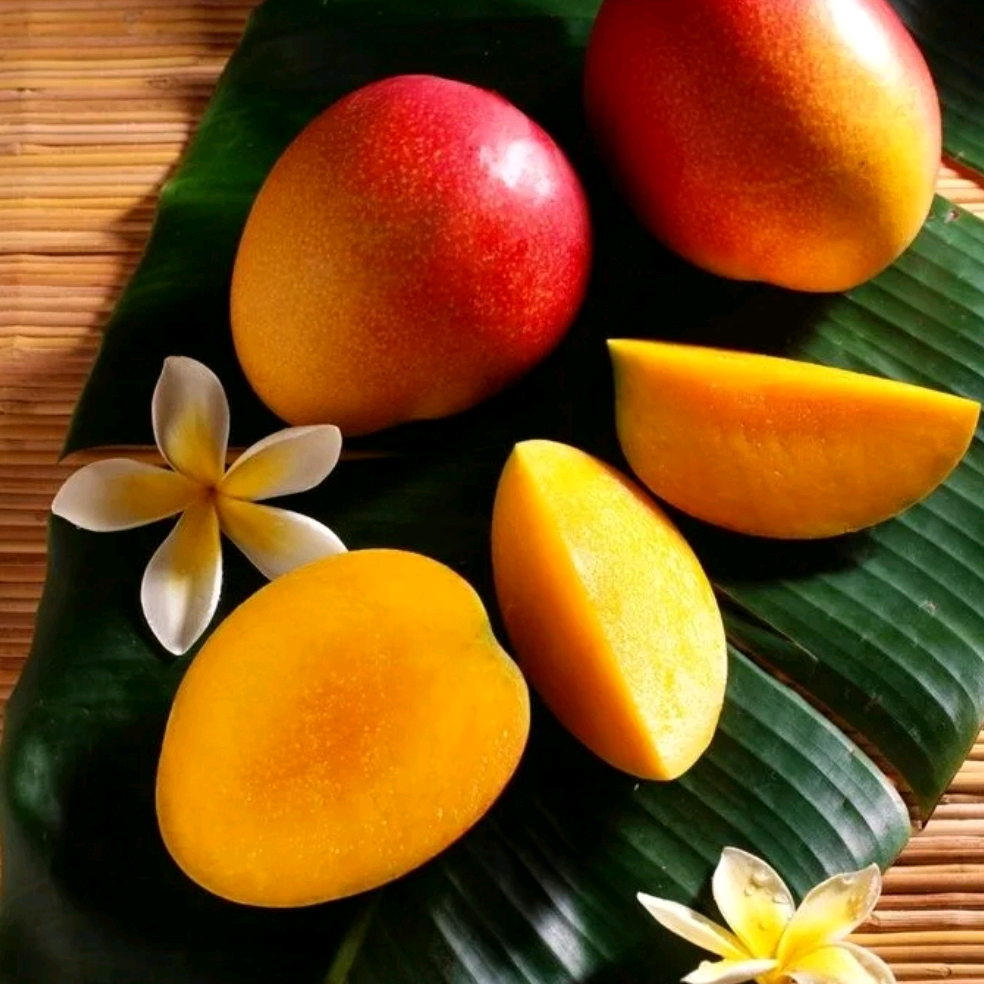 MANGO mango19772410