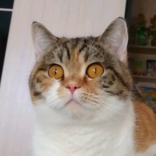 Даша _daru_0