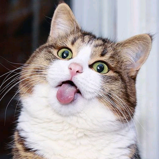 MewD mewdcute