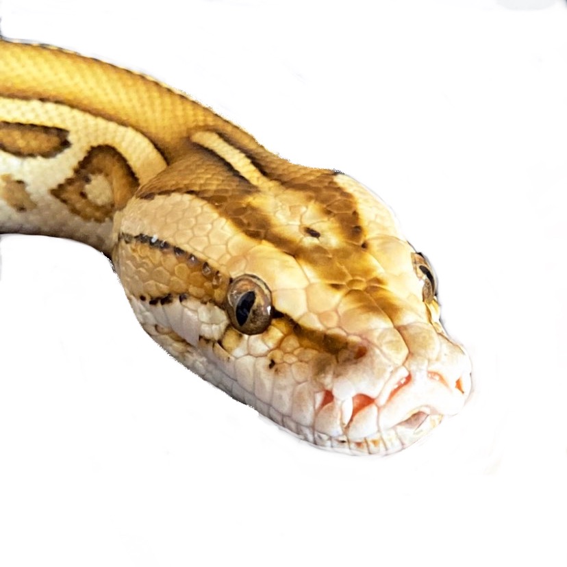 🐍 Захаров🦎 Андрей 🐍 naschi_zmei