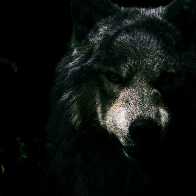 🐺🐺🐺🐺🐺 yunus28092000