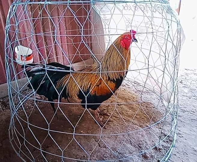 អ្នកស៊ីងហ្គល bonglor4