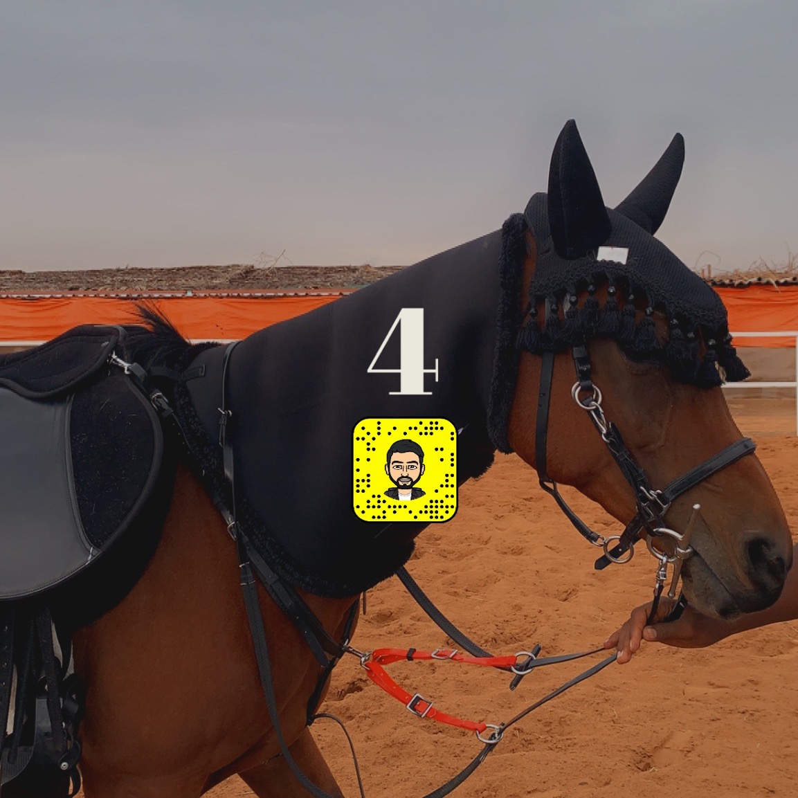 مربط فرسان فواخر العين💜 🐎💜 uae.vip.1971