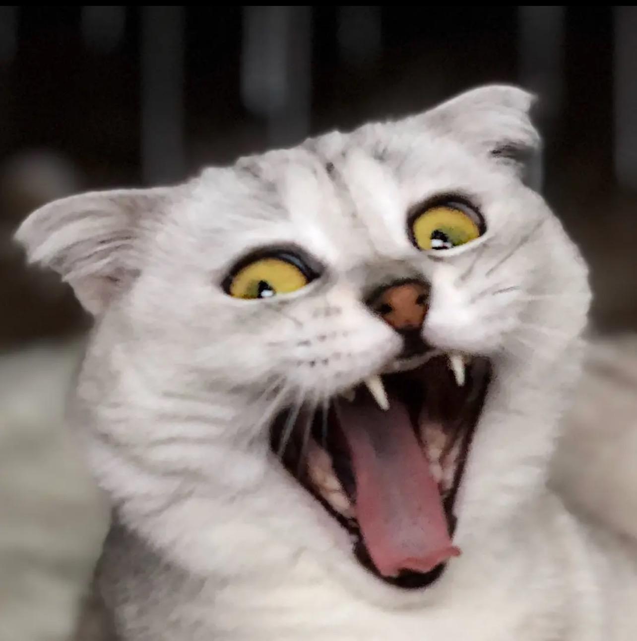 Cat Sonya sonyakisa8