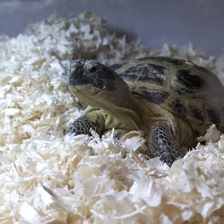 тина tortulatuna